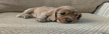 Cocker Spaniel Puppy 5