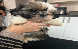 Shih Tzu dogs for sale: 2 BEAUTIFUL BOYS REMAINING - Image 6