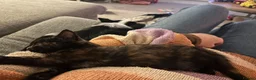 Mixed Breed cats for sale: Fantastic Farm Kittens  - Advert 6