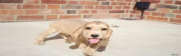 Cocker Spaniel dogs for sale: Kennel Club Registered Show Type Cocker puppies - Advert 28