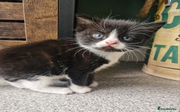 Mixed Breed cats for sale: 2 Beautiful Black & White Kittens - Image 10