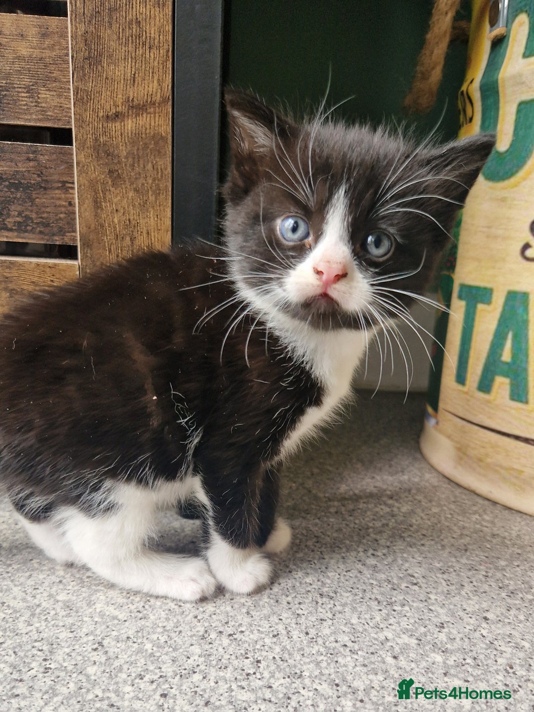 Mixed Breed cats for sale: 2 Beautiful Black & White Kittens - Image 10