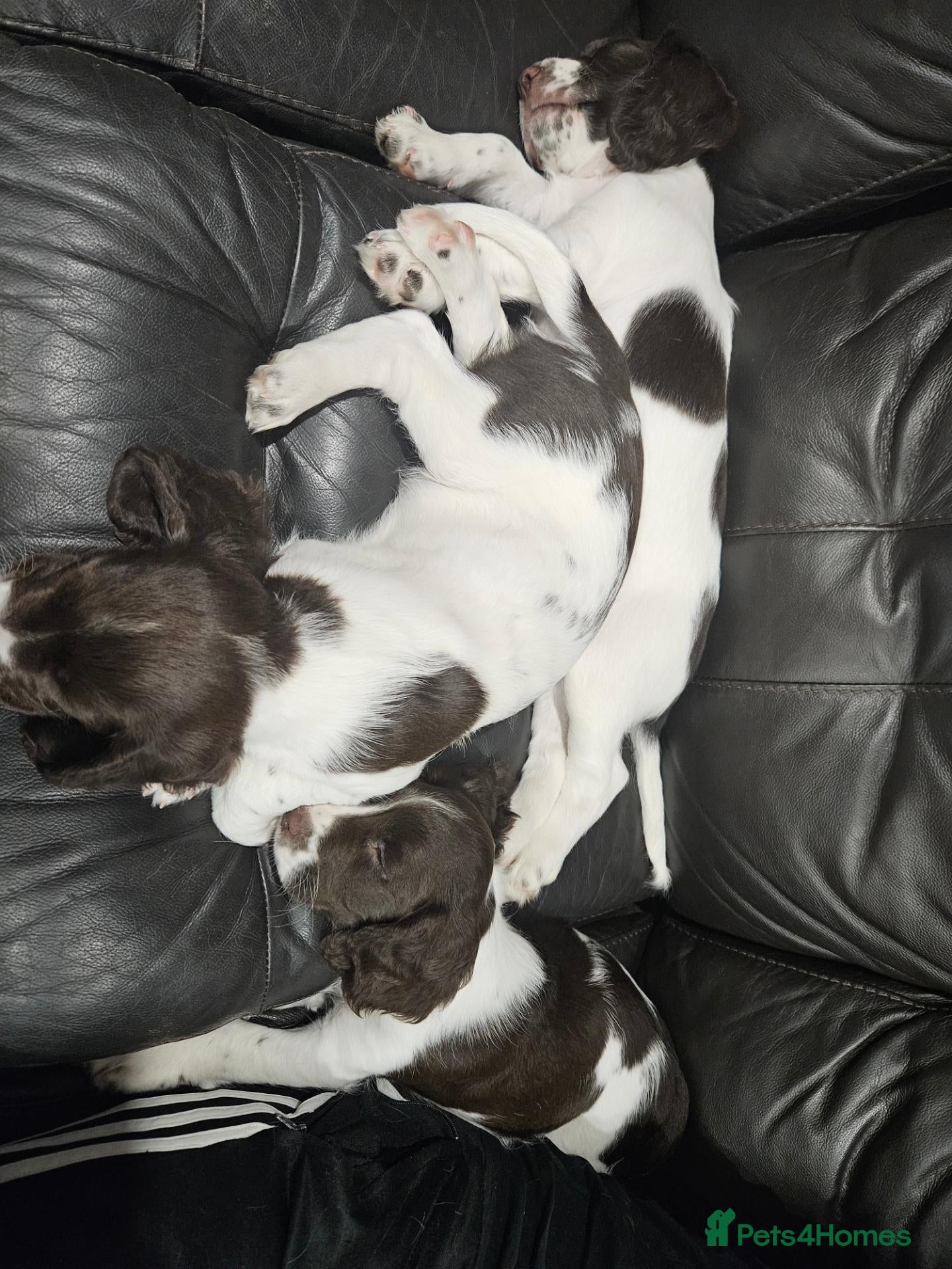 English Springer Spaniel dogs Springer Spaniel Puppies ready to leave 3rd Oct - Advert 2
