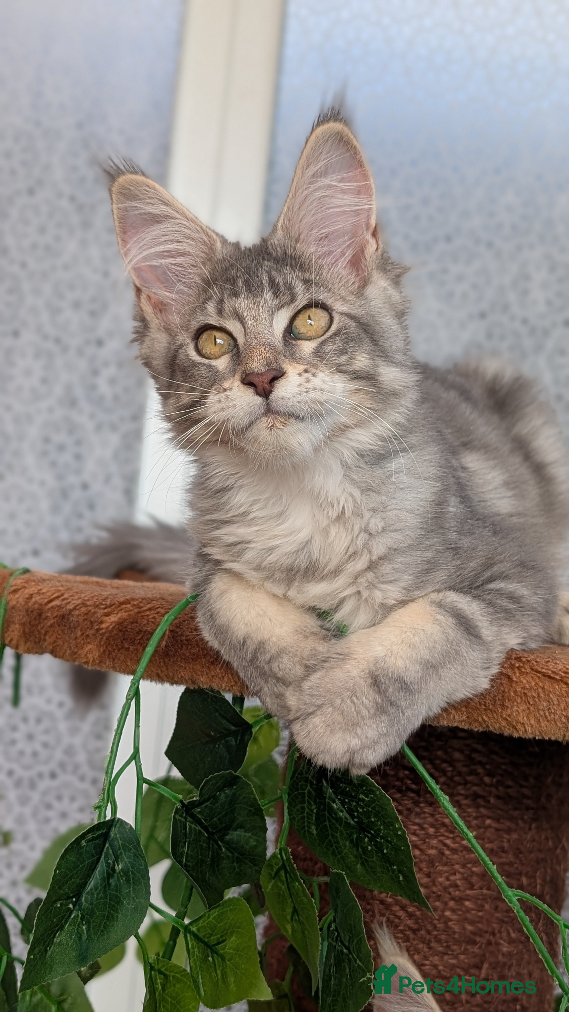 Maine Coon cats Stunning Tica registered Maine coon kittens - Advert 2