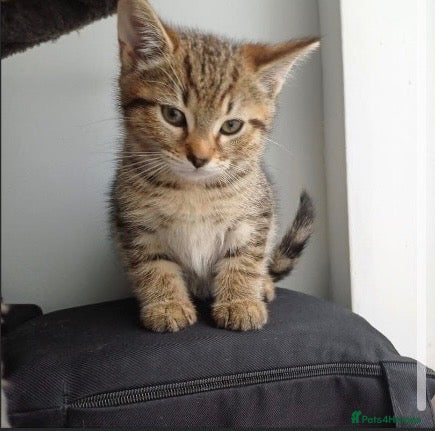 Mixed Breed cats for sale: Kittens  - Advert 7