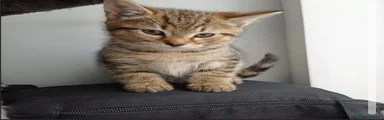 Bruiser