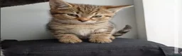 Mixed Breed cats for sale: Kittens  - Advert 1