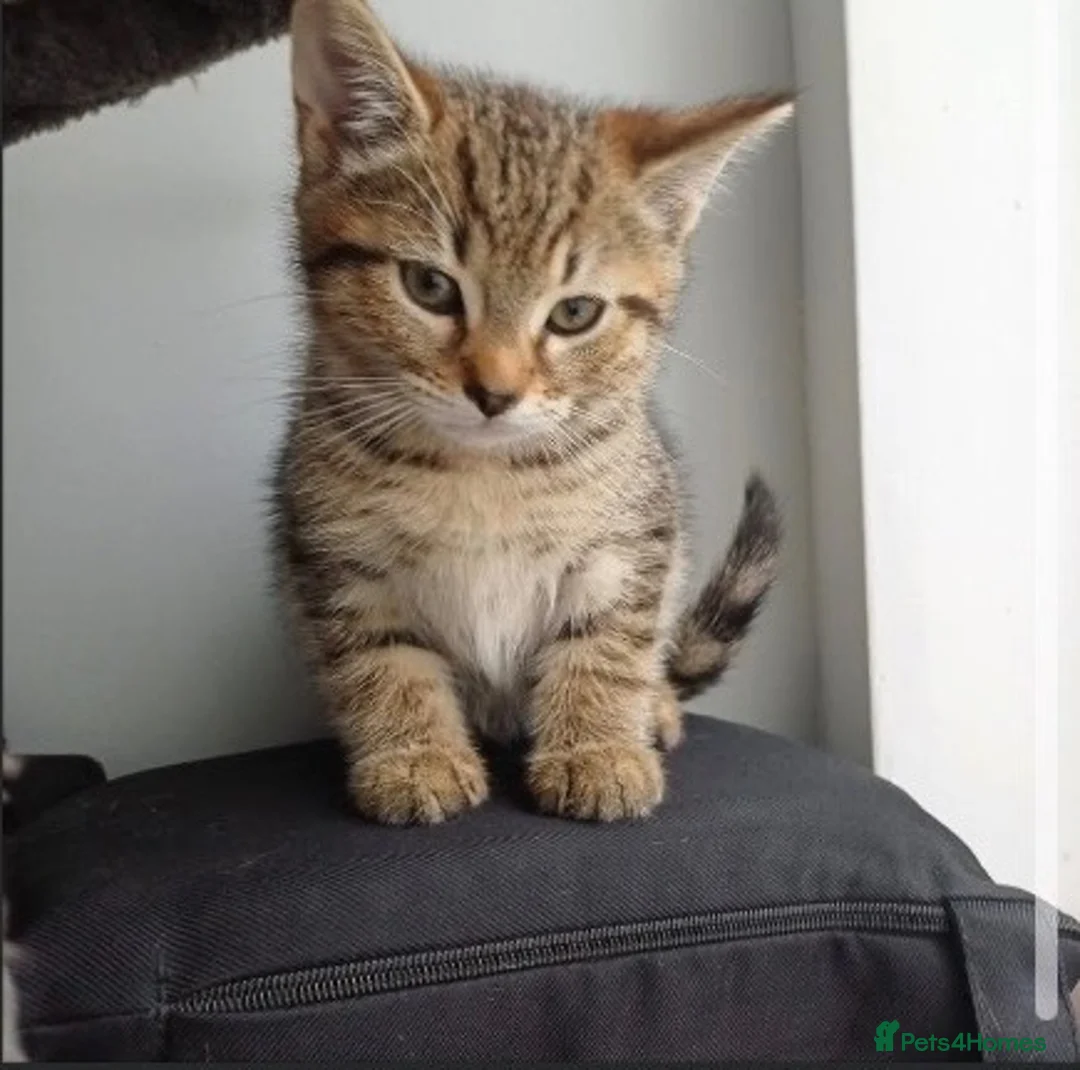 Mixed Breed cats for sale: Kittens  - Advert 1