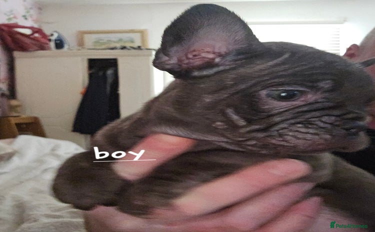 French Bulldog dogs - Advert 1