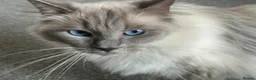 Ragdoll cats for sale: Stunning Blue Point Female - Advert 2