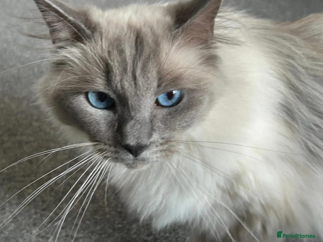 Ragdoll cats for sale: Stunning Blue Point Female - Advert 2