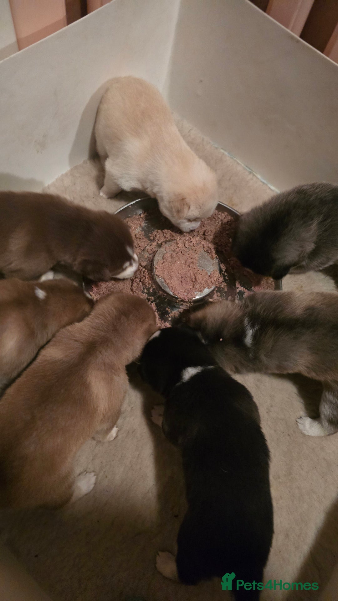 Pomsky dogs for sale: Pomsky Puppies for Sale - Advert 10