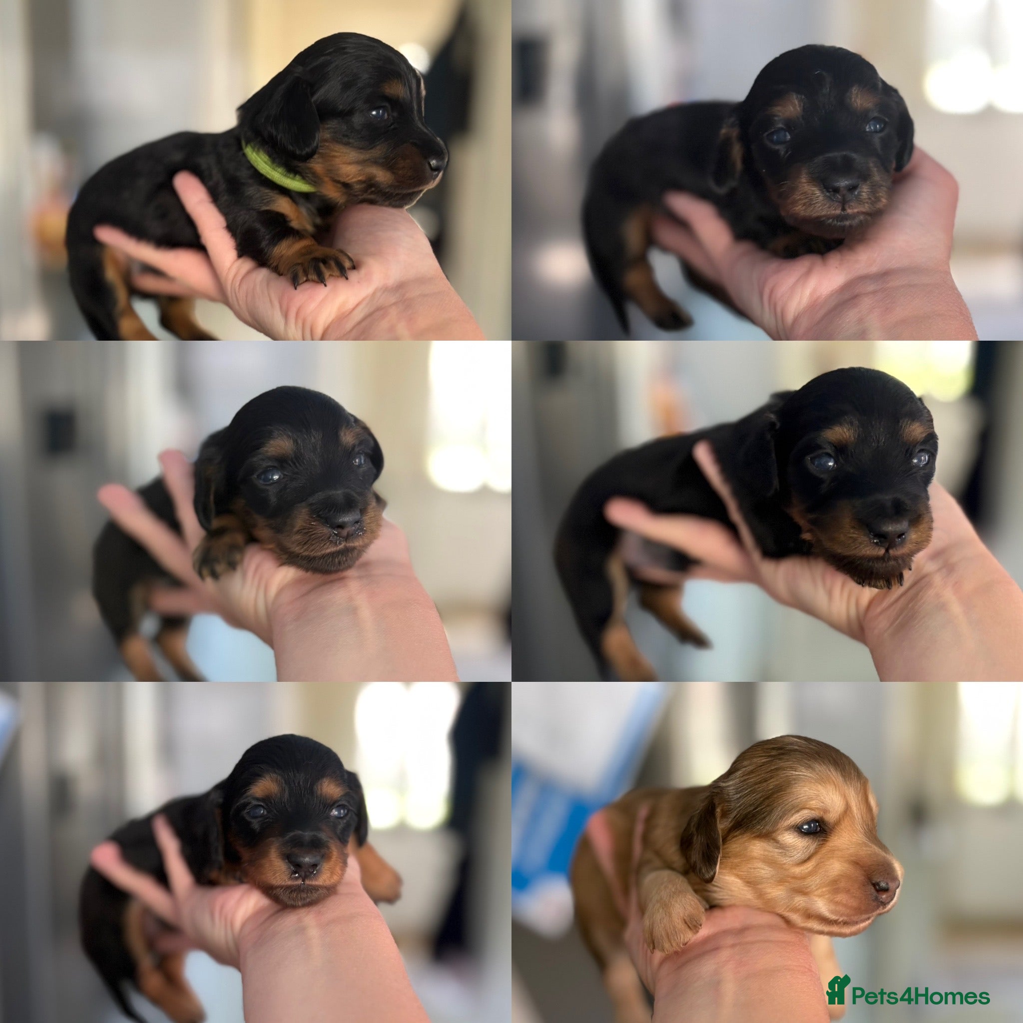 Miniature Dachshund dogs Boy & girl Miniature longhaired PRA clear - Advert 5