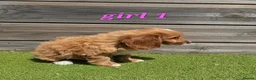 Cockapoo dogs for sale: 7 Adorable F1 Cockapoo pups ♥️🐕🐾 - Advert 18