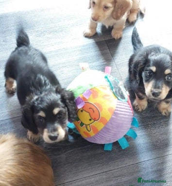 Miniature Dachshund dogs Premium Miniature Dachshund Puppies! - Advert 3