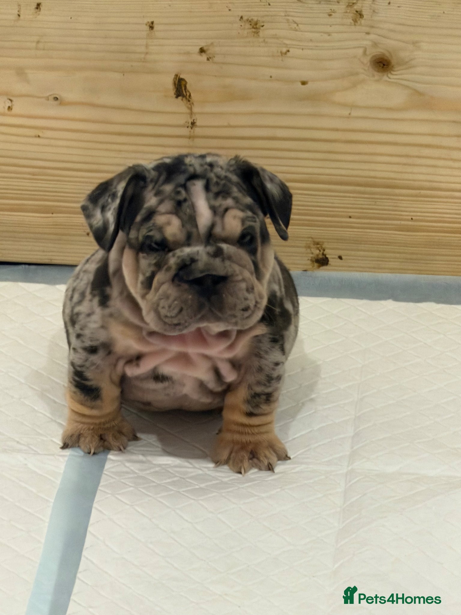 English Bulldog dogs Pink carrier English bulldogs  - Advert 1