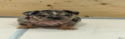 English Bulldog dogs for sale: Pink carrier English bulldogs  - Advert 3