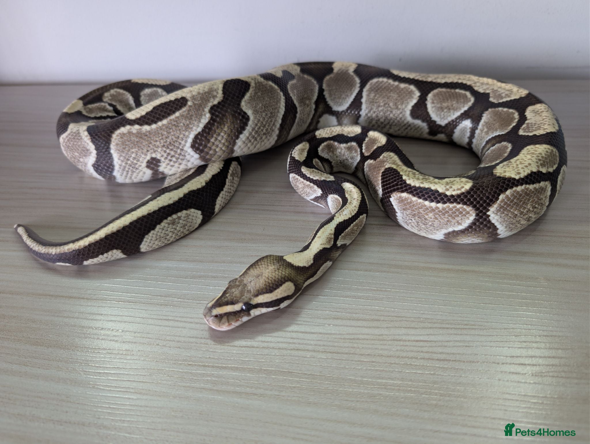 Python Snake reptiles Desert ghost - Advert 1