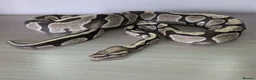 Python Snake reptiles for sale: Desert ghost - Advert 1