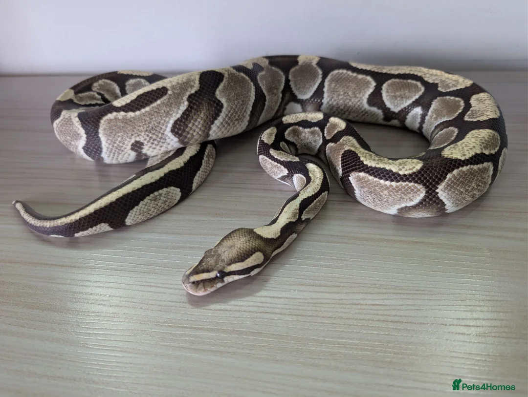 Python Snake reptiles for sale: Desert ghost - Advert 1