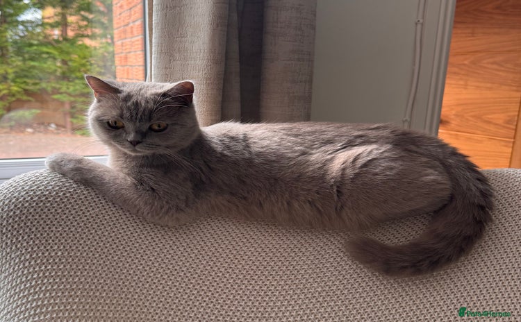 British Shorthair cats - Advert 6