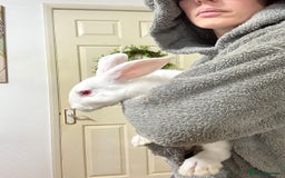 New Zealand rabbits for sale: New Zealand Does and bucks ready to leave now - Image 4