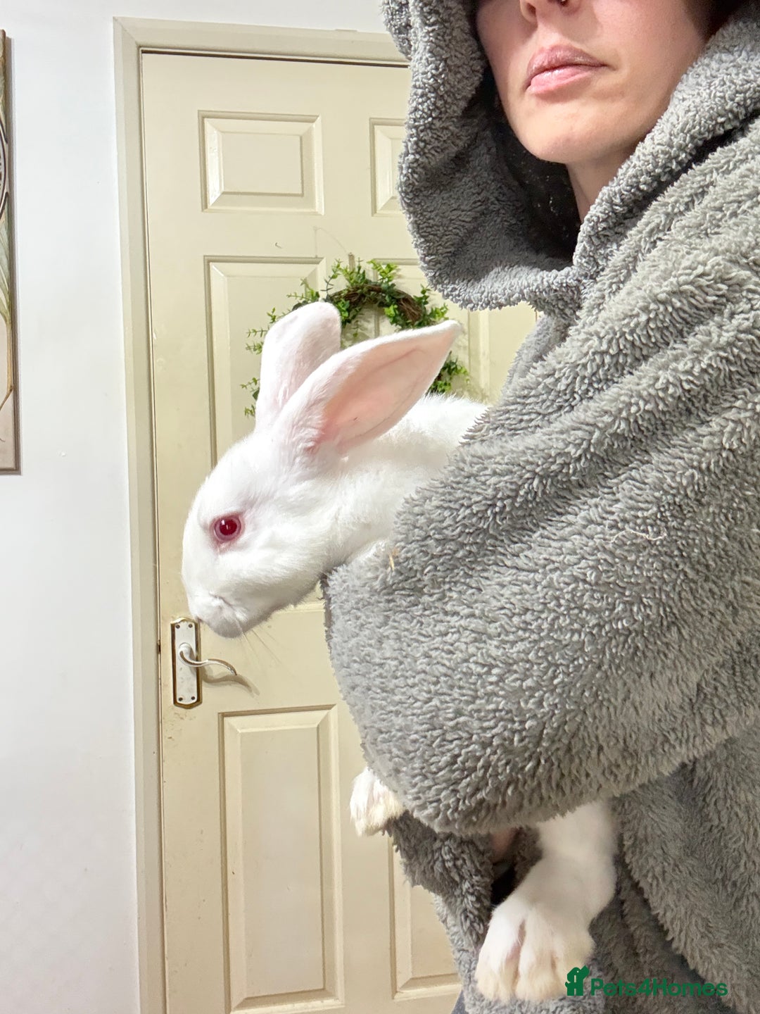 New Zealand rabbits for sale: New Zealand Does and bucks ready to leave now - Image 4