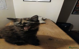 Mixed Breed cats for sale: 2 female kittens - Advert 4
