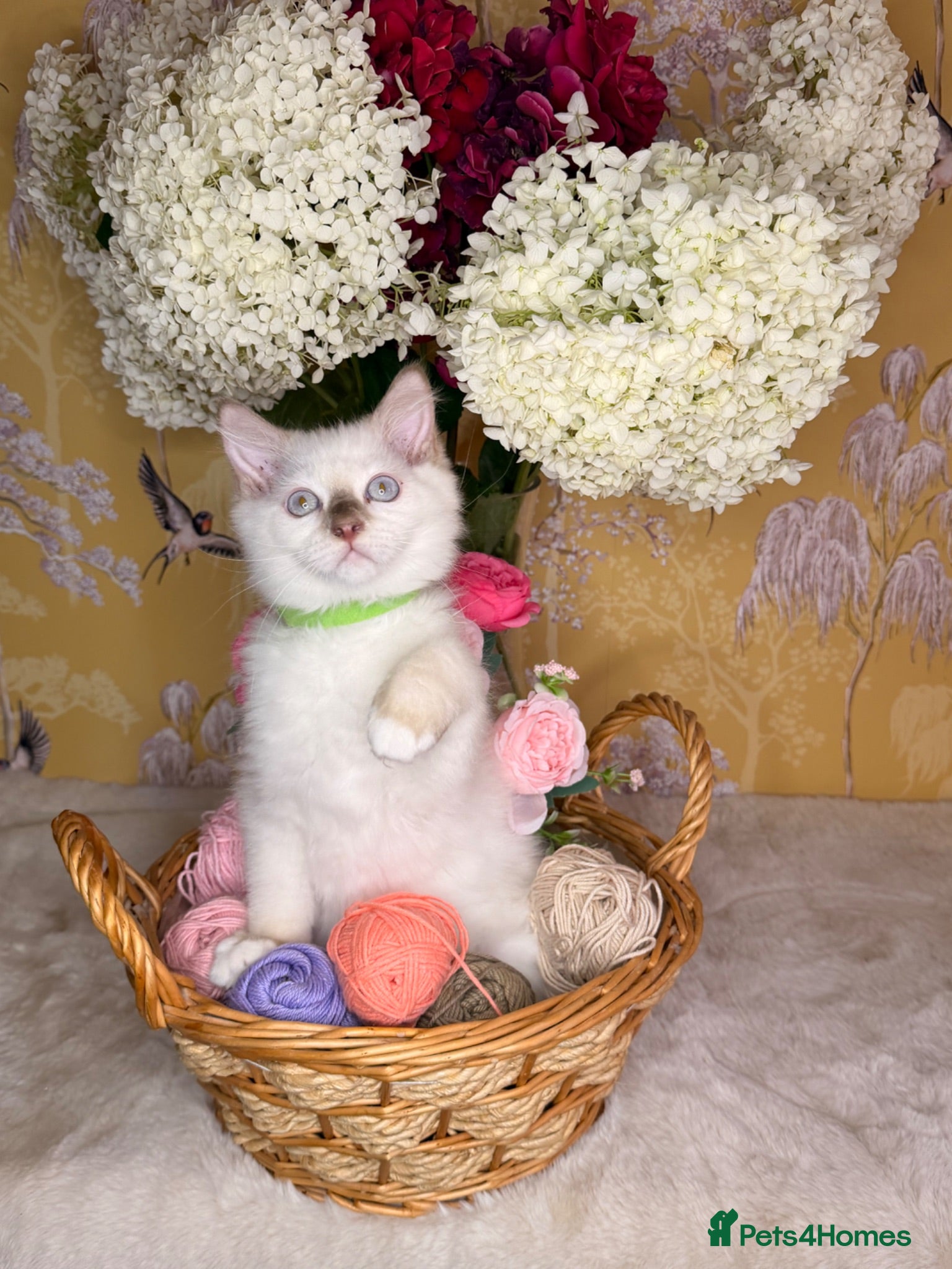 Ragdoll cats 👑Champion Line👑⭐️TICA⭐️PEDIGREE⭐️Ragdoll Kittens - Advert 1