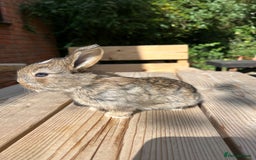 Mini Lion Lop rabbits for sale: Mini lop x Lionhead  - Image 11