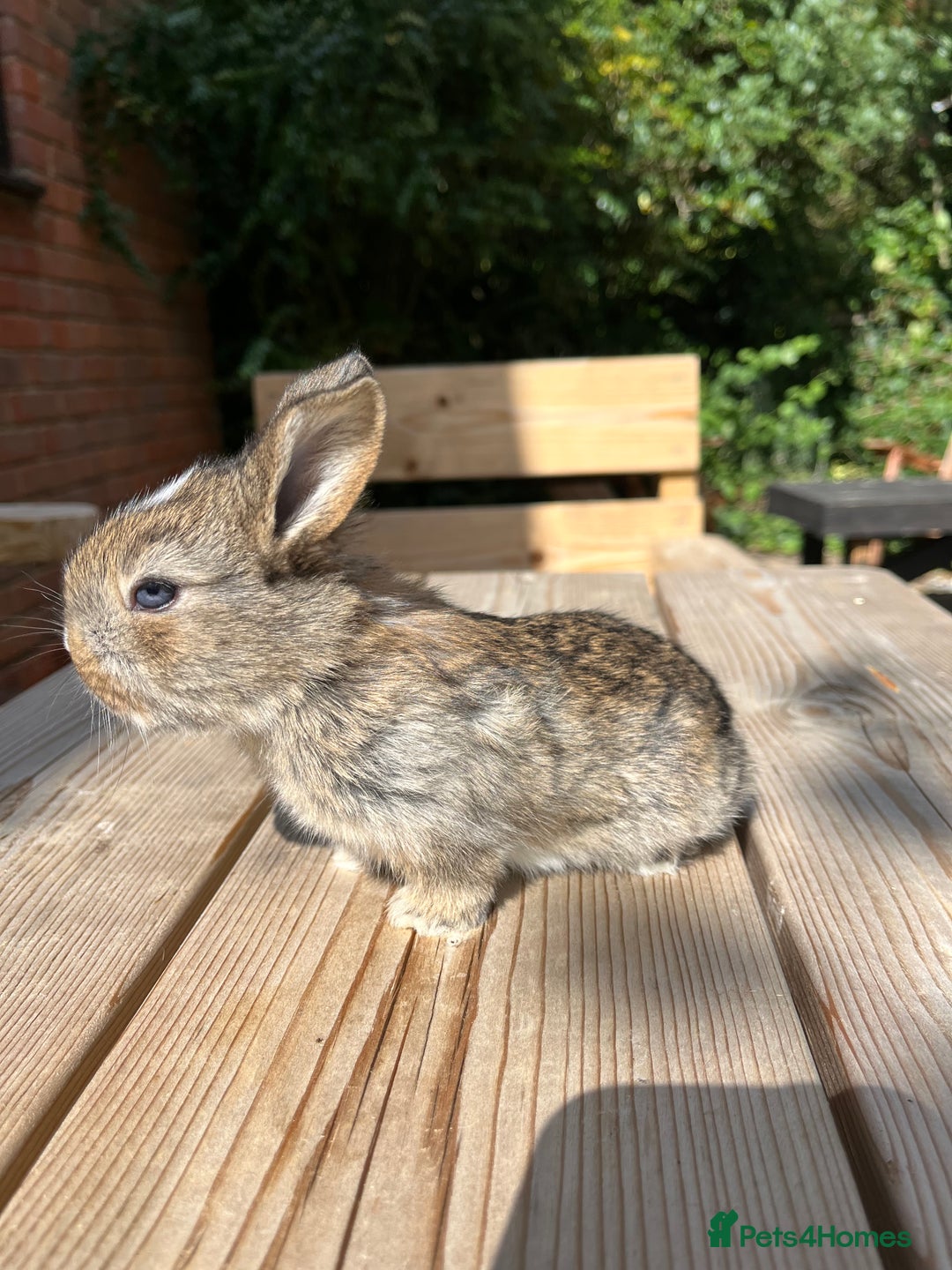 Mini Lion Lop rabbits for sale: Mini lop x Lionhead  - Image 11