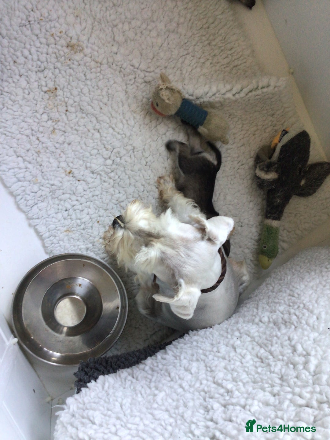Miniature Schnauzer dogs for sale: Fully Health Tested KC Reg Mini Schnauzer pups - Image 1
