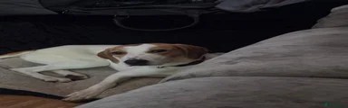 Mixed Breed 1