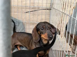 Dachshund dogs Two Friendly Dachshunds Looking for a Loving Home - Advert 2
