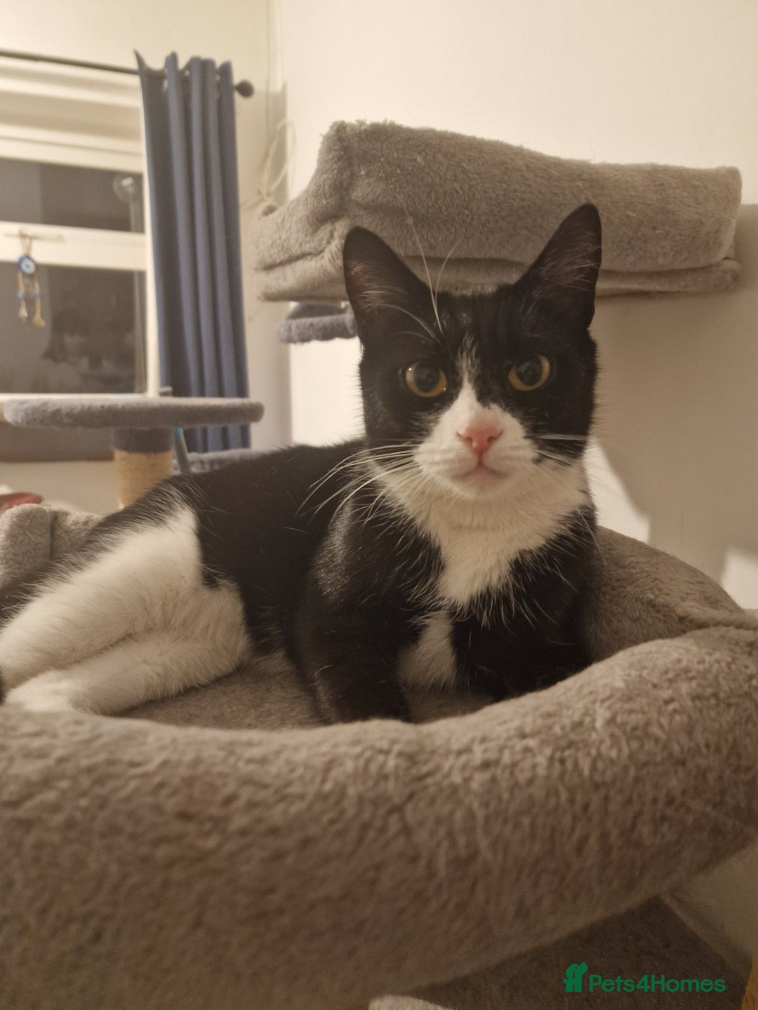 Domestic Shorthair cats for adoption: Itty bitty Beanie - Image 9