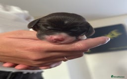 Sprocker dogs for sale: Sprocker puppies  - Image 19