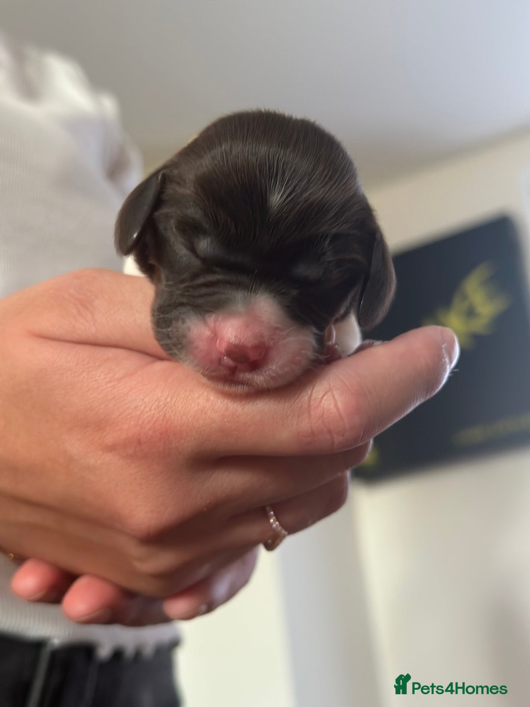 Sprocker dogs for sale: Sprocker puppies  - Image 19
