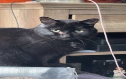 Bombay cats for sale: Cat for rehoming - Image 4