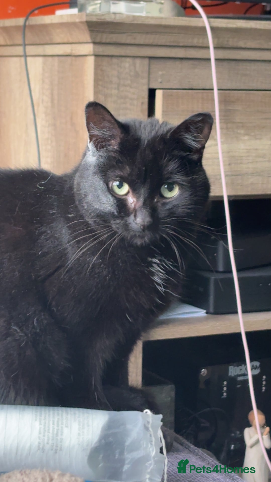 Bombay cats for sale: Cat for rehoming - Image 4