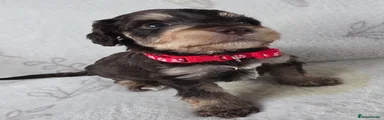 Cockapoo 3