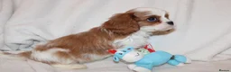 Cavalier King Charles Spaniel dogs for sale: Gorgeous Cavalier King Charles Spaniel puppies - Advert 31