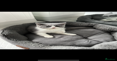British Shorthair cats - Advert 3