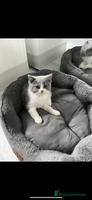 British Shorthair cats - Advert 3