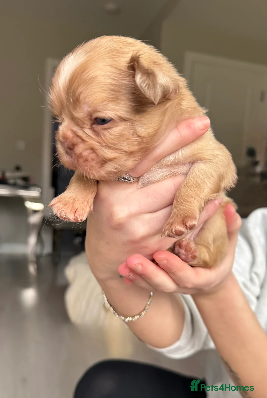 French Bulldog dogs for sale: Full fluffy frenchies  - Advert 30