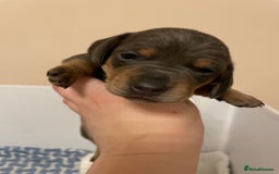 Miniature Dachshund dogs for sale: Miniature dachshund pups  - Image 9