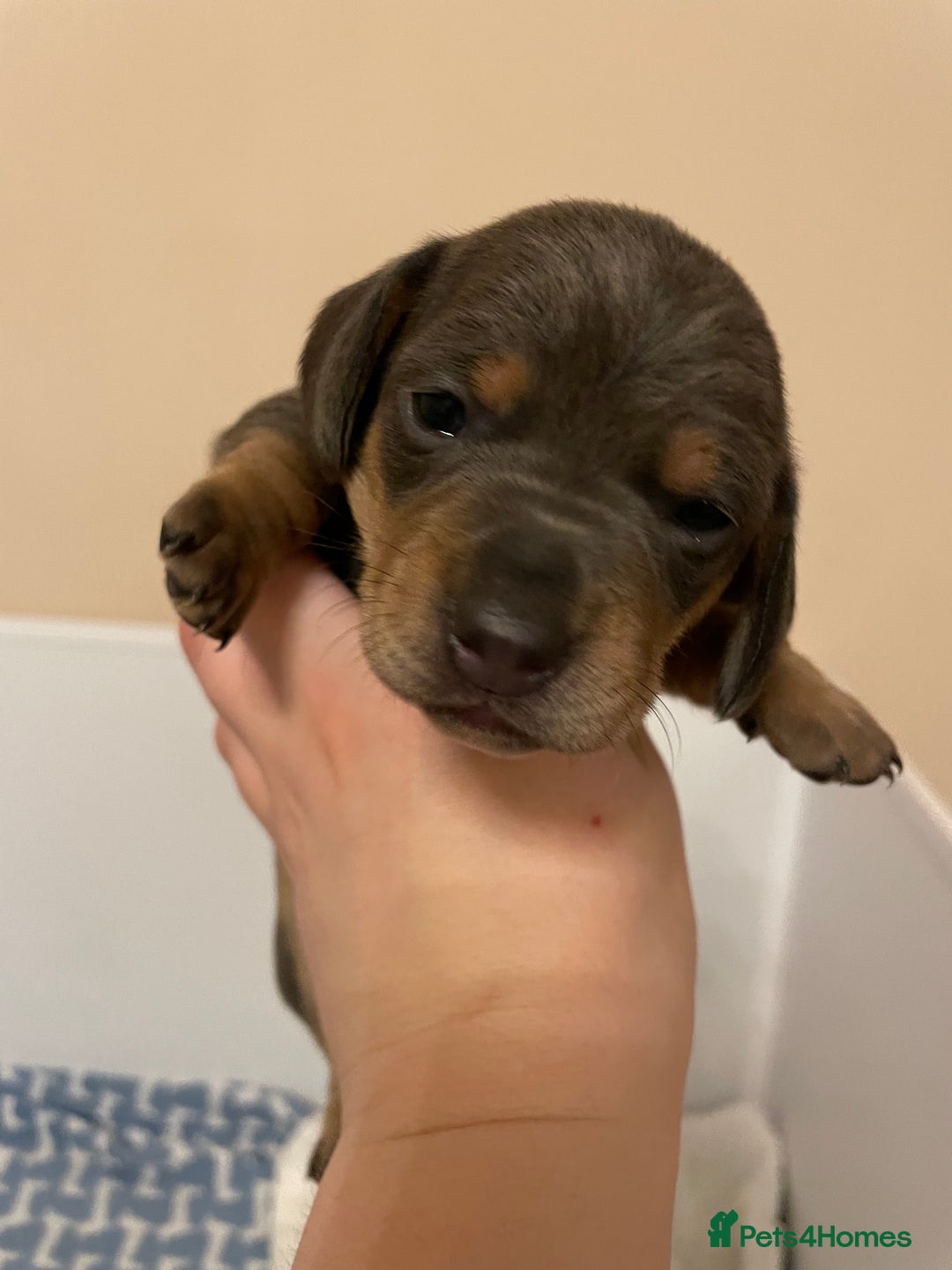 Miniature Dachshund dogs for sale: Miniature dachshund pups  - Image 9