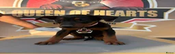Chinese Red Dog dogs for sale: Stunning (Laizhou hong) Chinese red dog puppies  - Advert 5