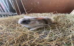Lionhead rabbits for sale: Lion head x mini lop  - Image 3