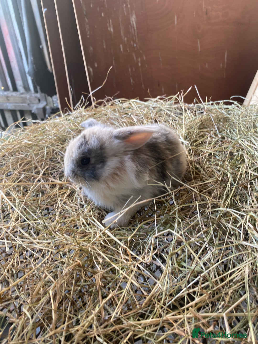 Lionhead rabbits for sale: Lion head x mini lop  - Image 3