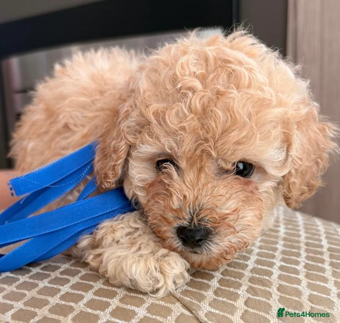Toy Poodle dogs for sale: Gorgeous toy poodle puppies - Advert 15